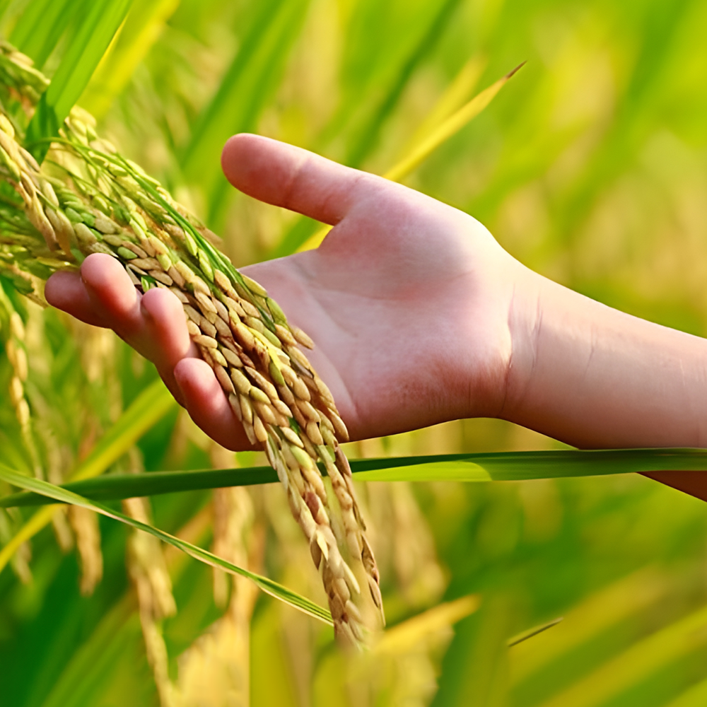 Rice manufacturers, Rice manufacturers in delhi, Rice manufacturers in india